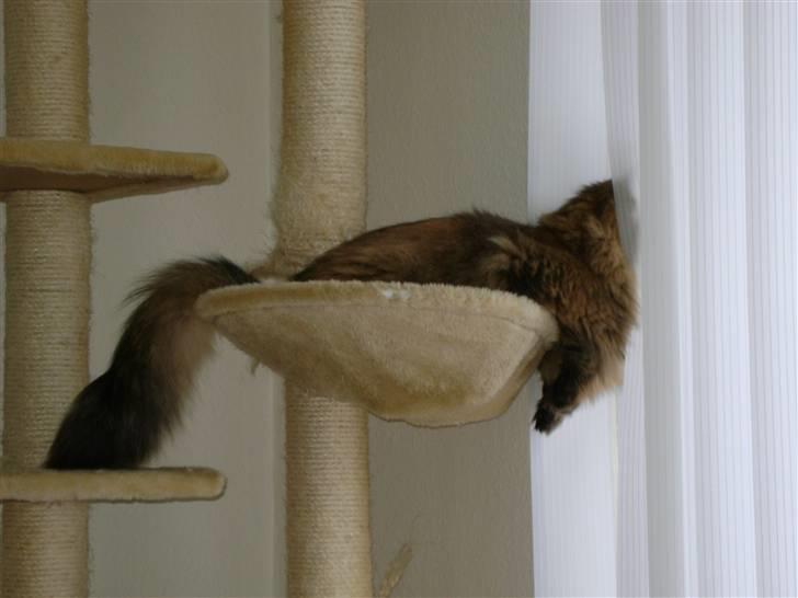 Sibirisk Kat Bassil billede 5