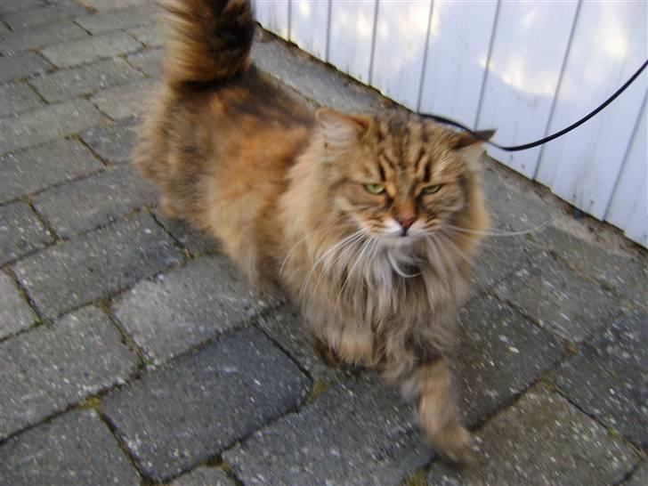 Sibirisk Kat Bassil billede 6