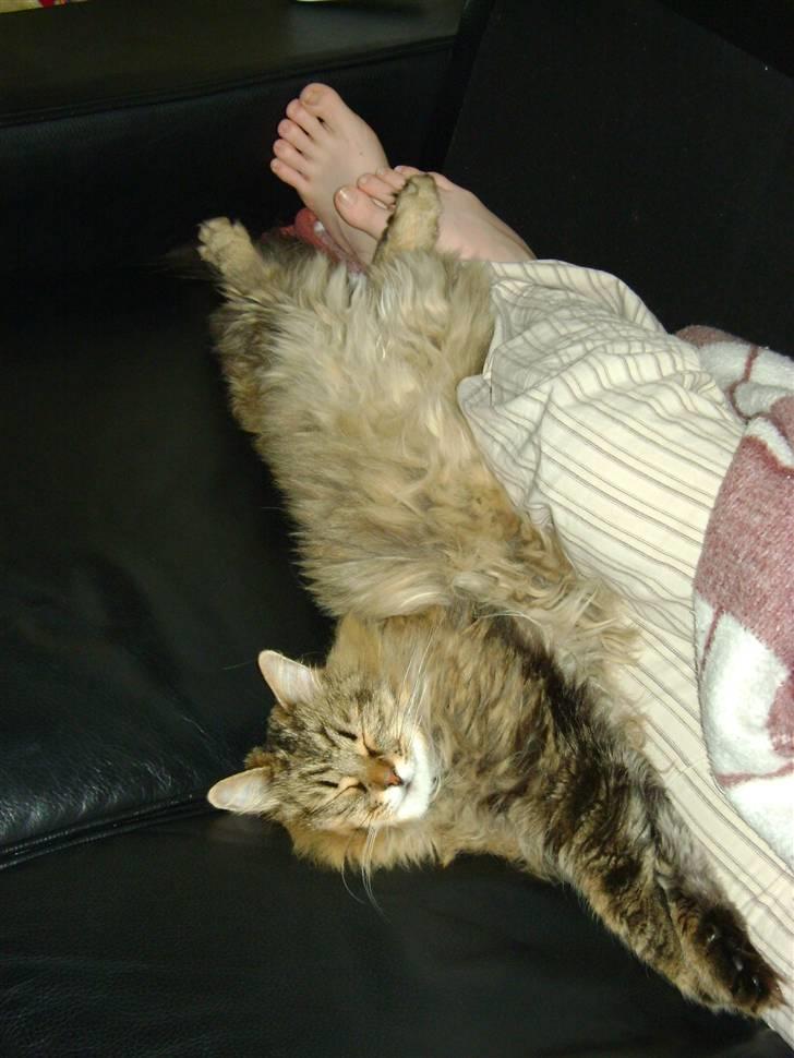 Sibirisk Kat Bassil billede 7