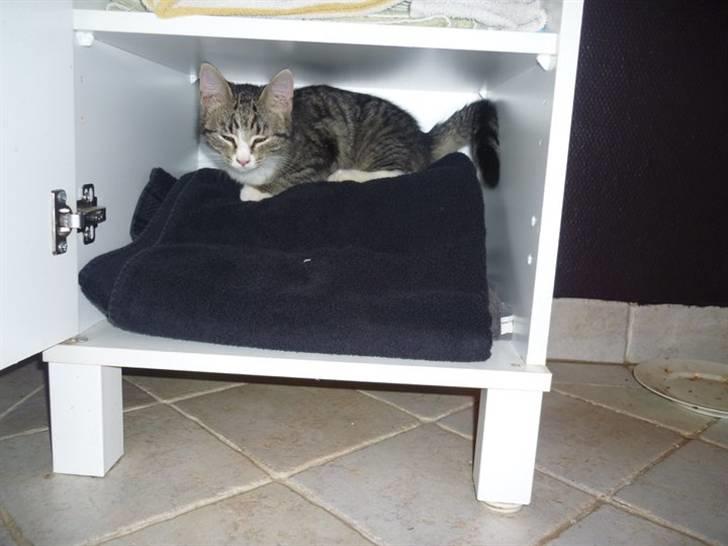 Huskat Oluf :D<3*SOLGT* billede 1