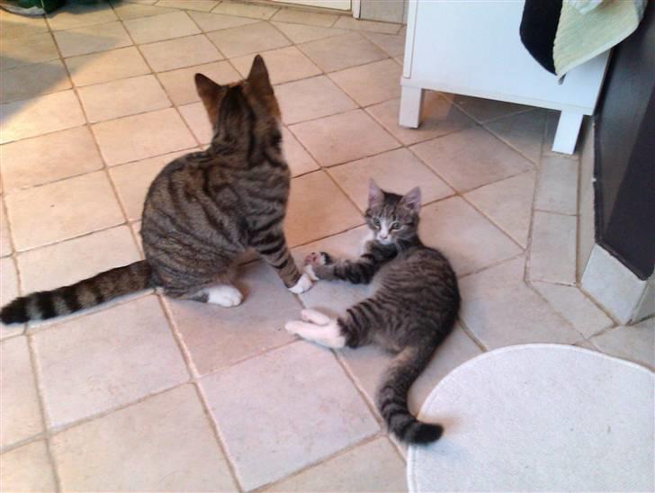 Huskat Oluf :D<3*SOLGT* billede 2