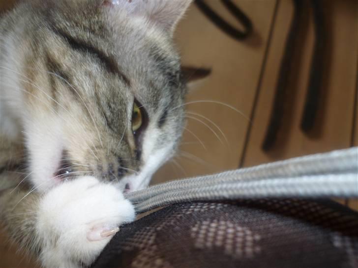 Huskat Oluf :D<3*SOLGT* billede 3