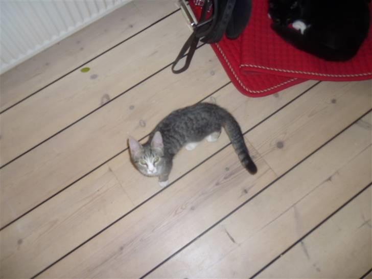 Huskat Oluf :D<3*SOLGT* billede 4