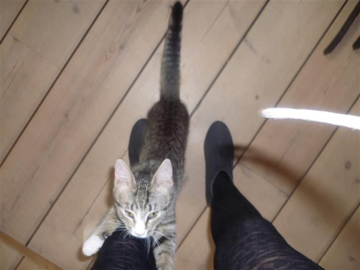 Huskat Oluf :D<3*SOLGT* billede 5