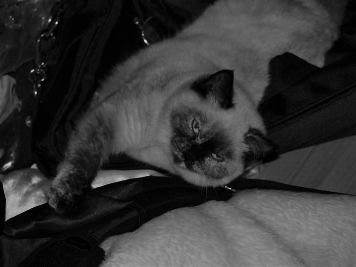 British Shorthair mille billede 6