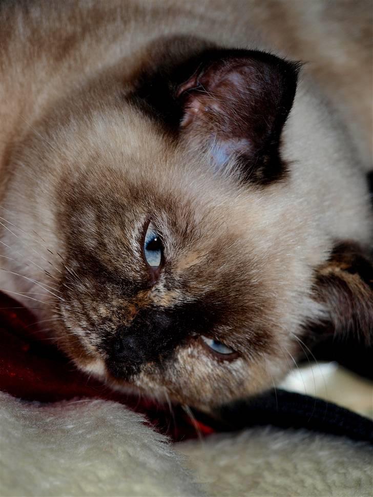 British Shorthair mille billede 7