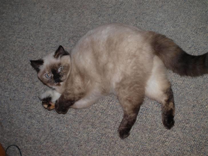 British Shorthair mille billede 8