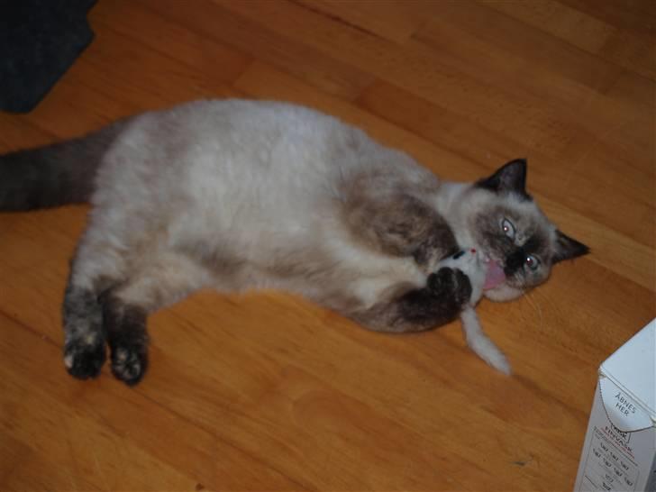 British Shorthair mille billede 9