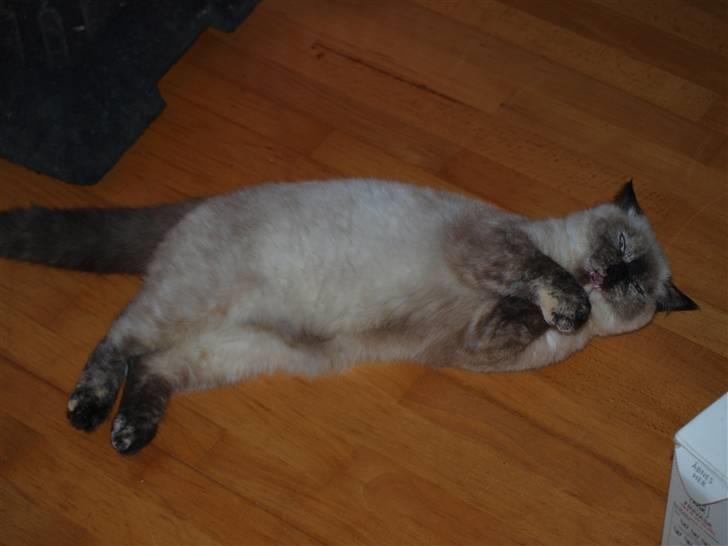 British Shorthair mille billede 10