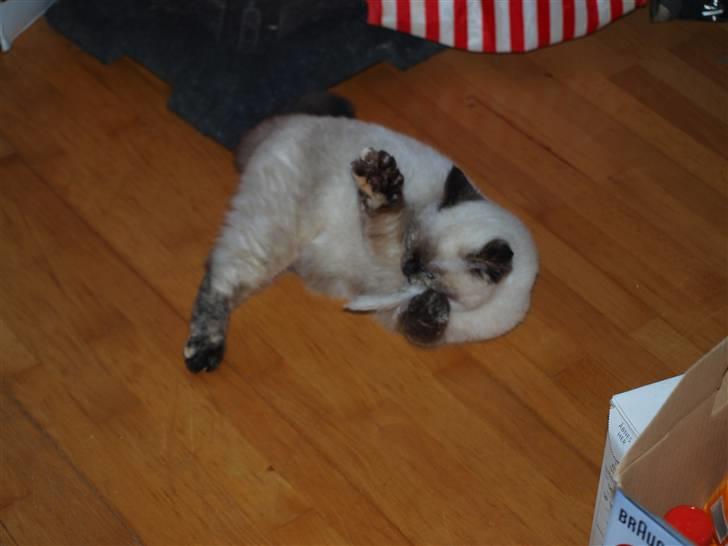 British Shorthair mille billede 11