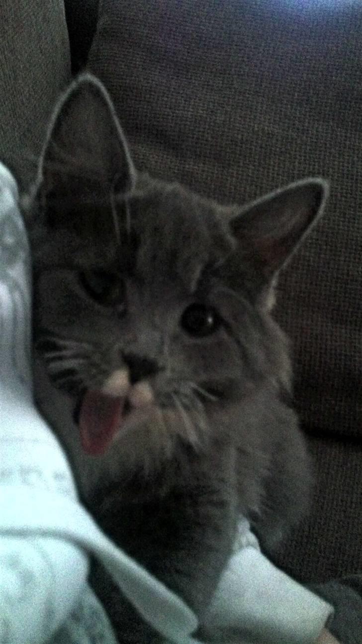 Blanding af racer Luna <3 billede 8