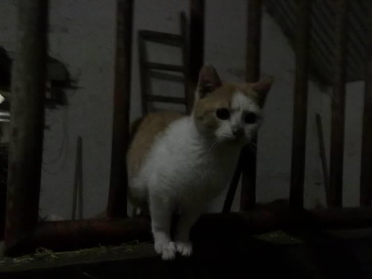 Blanding af racer Mio <3 Drømmekatten<3 billede 9