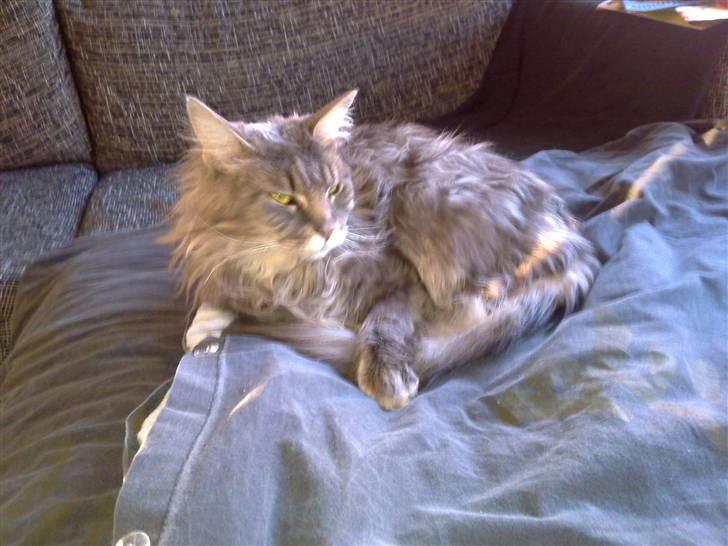 Maine Coon Fie billede 1