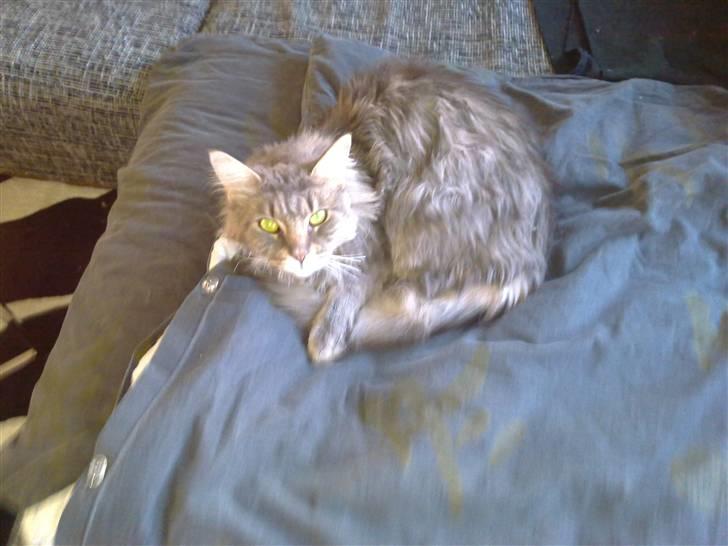 Maine Coon Fie billede 2