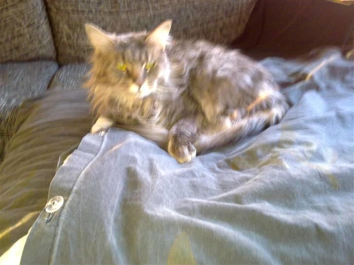 Maine Coon Fie billede 3