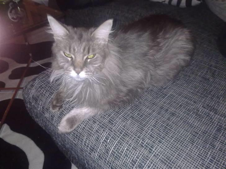 Maine Coon Fie billede 4