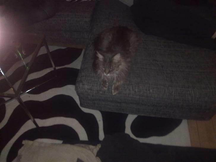 Maine Coon Fie billede 5