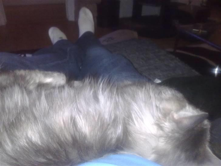 Maine Coon Fie billede 6