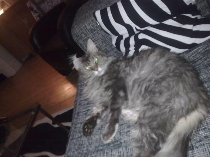 Maine Coon Fie billede 7