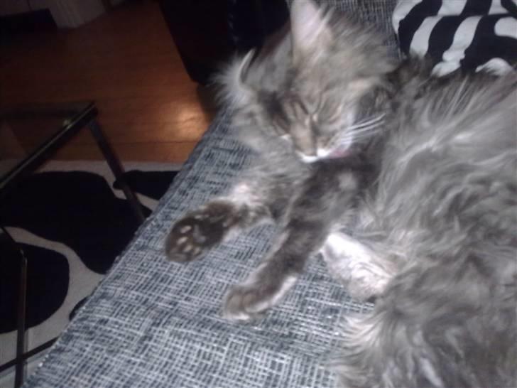 Maine Coon Fie billede 8