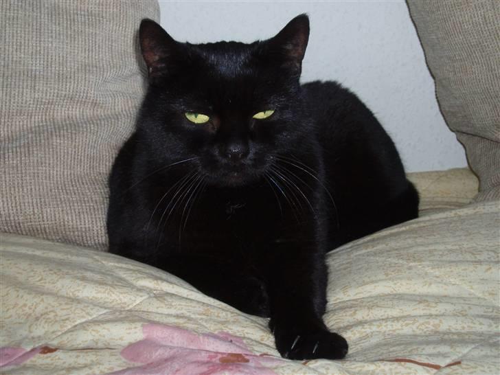 Huskat Musli - Vores baggrundsbillede på computeren. billede 10