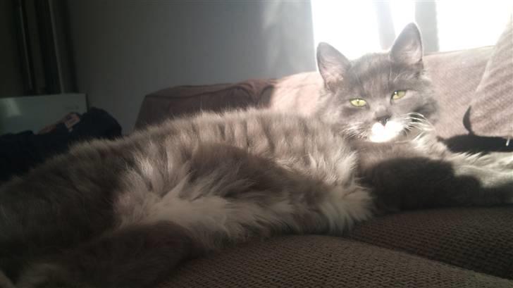 Blanding af racer Luna <3 billede 9