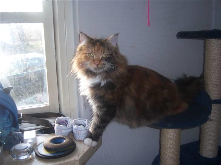 Maine Coon monique - ja det nyeste billede af mig taget den 17 feb billede 16
