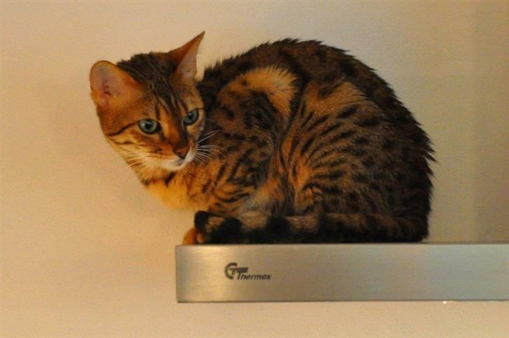 Bengal luna - Jo højere, jo bedre. Og fra emhætten kan man følge madlavningen. billede 1