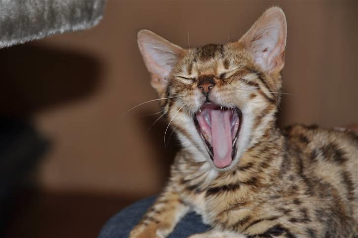 Bengal luna - 5 måneder og træt efter at have lavet spilopper billede 2