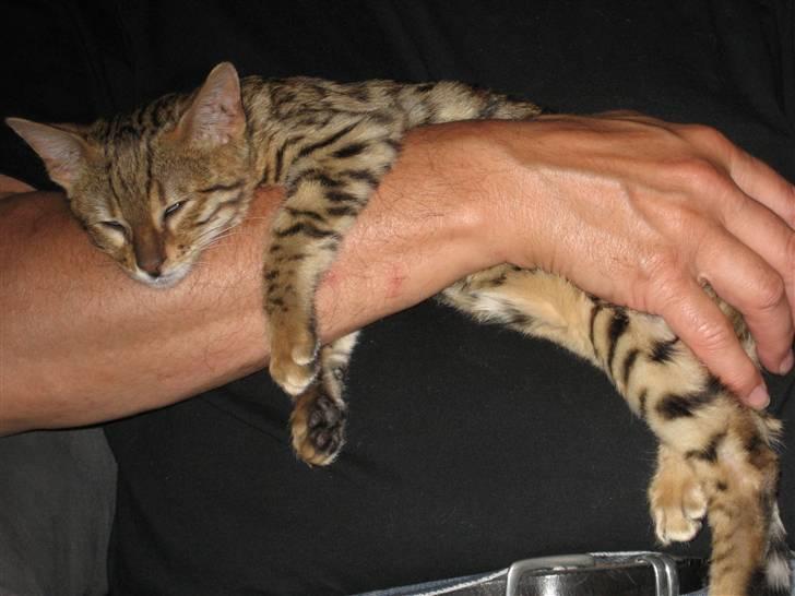 Bengal luna - Middagslur på  sin fars arm. billede 3