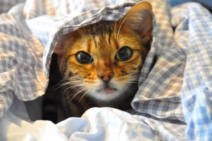 Bengal luna - En hule under strygetøjet. billede 4