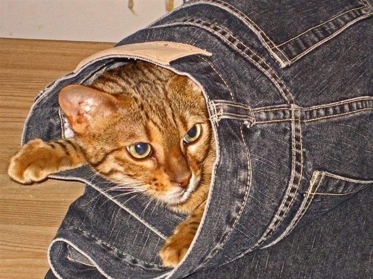 Bengal luna - Et godt gemmested. billede 5