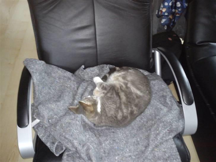 Huskat Duhcess - Hun har bare overtaget vores stol HELT. :b billede 11