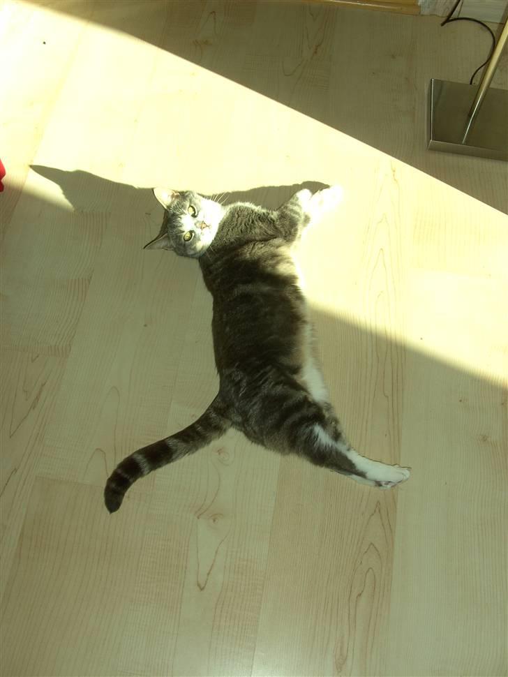 Huskat Duhcess - Nyder solen i stuen. billede 12