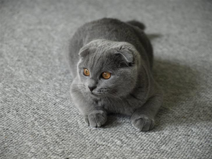 Scottish Fold Amber - Amber billede 2