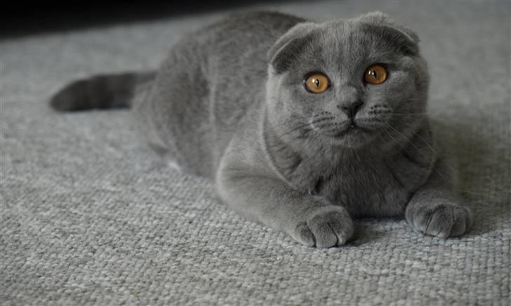 Scottish Fold Amber - Amber billede 3