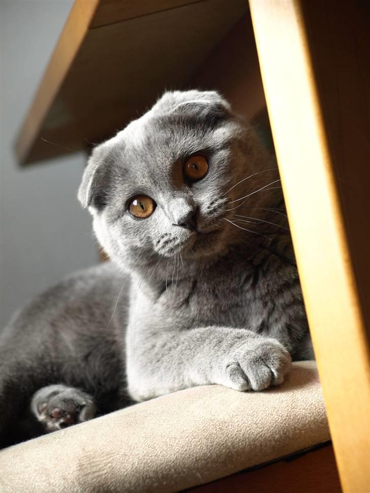 Scottish Fold Amber - Amber billede 1