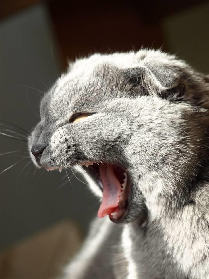 Scottish Fold Amber billede 4