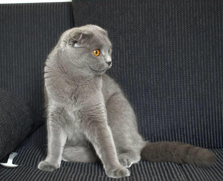 Scottish Fold Amber billede 5