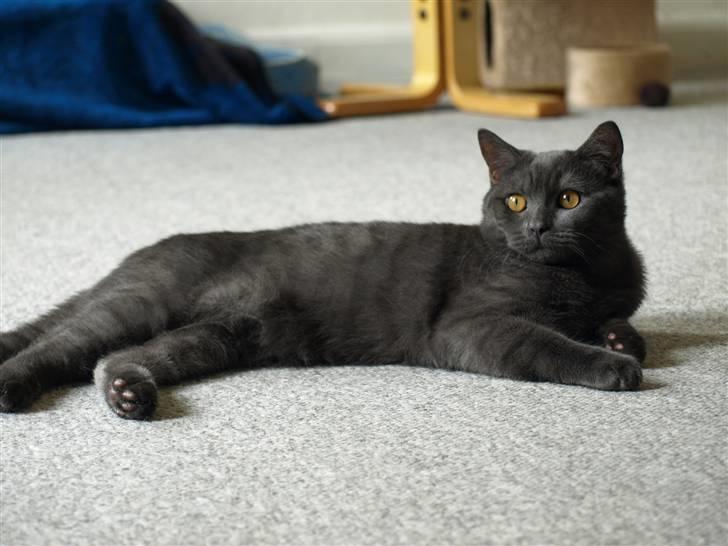 Scottish Fold  Straight Charlie billede 1