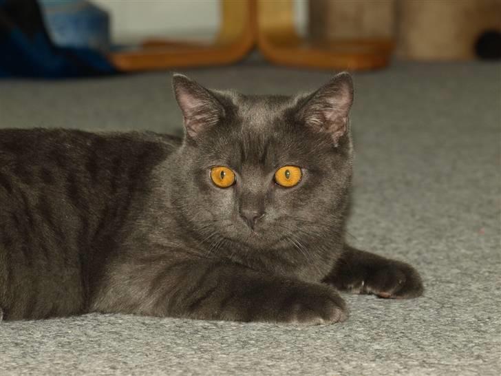 Scottish Fold  Straight Charlie billede 2