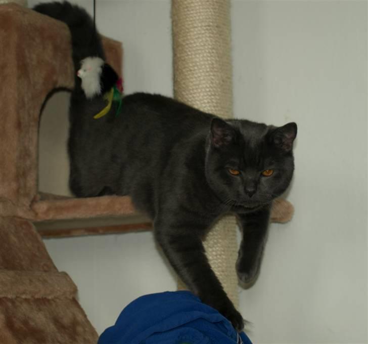 Scottish Fold  Straight Charlie billede 3