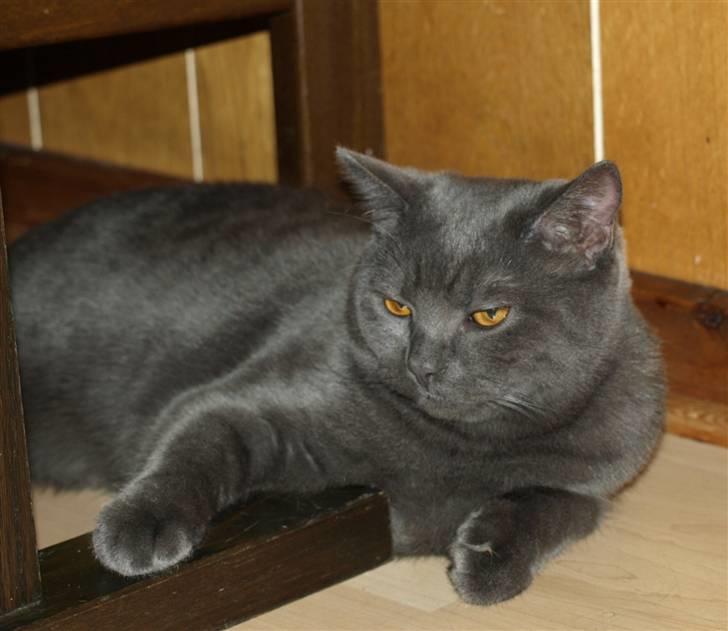 Scottish Fold  Straight Charlie billede 4