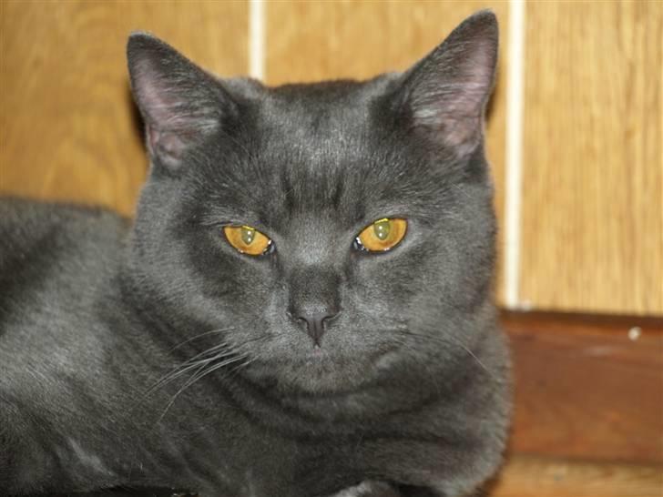 Scottish Fold  Straight Charlie billede 5