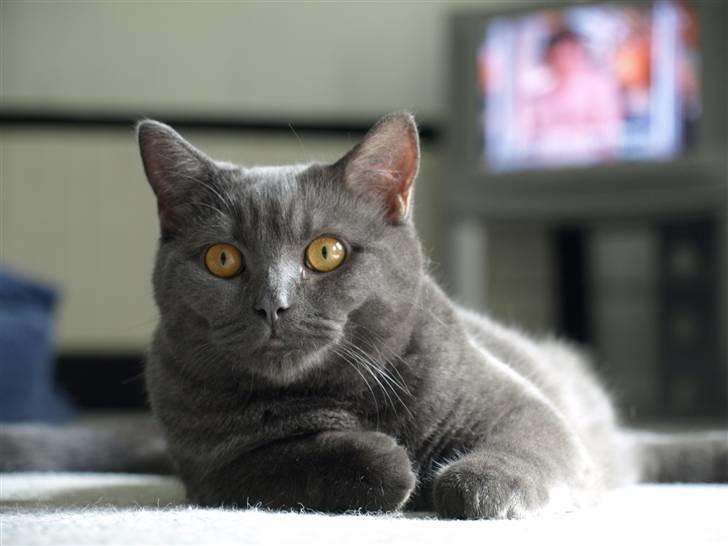 Scottish Fold  Straight Charlie billede 6