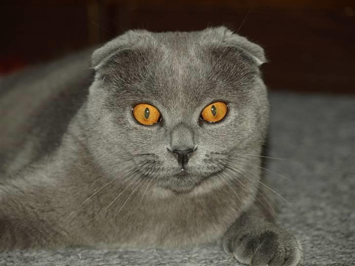 Scottish Fold Amber billede 6