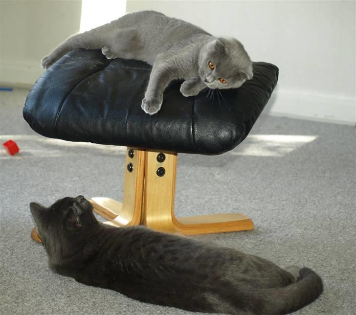 Scottish Fold Amber billede 7