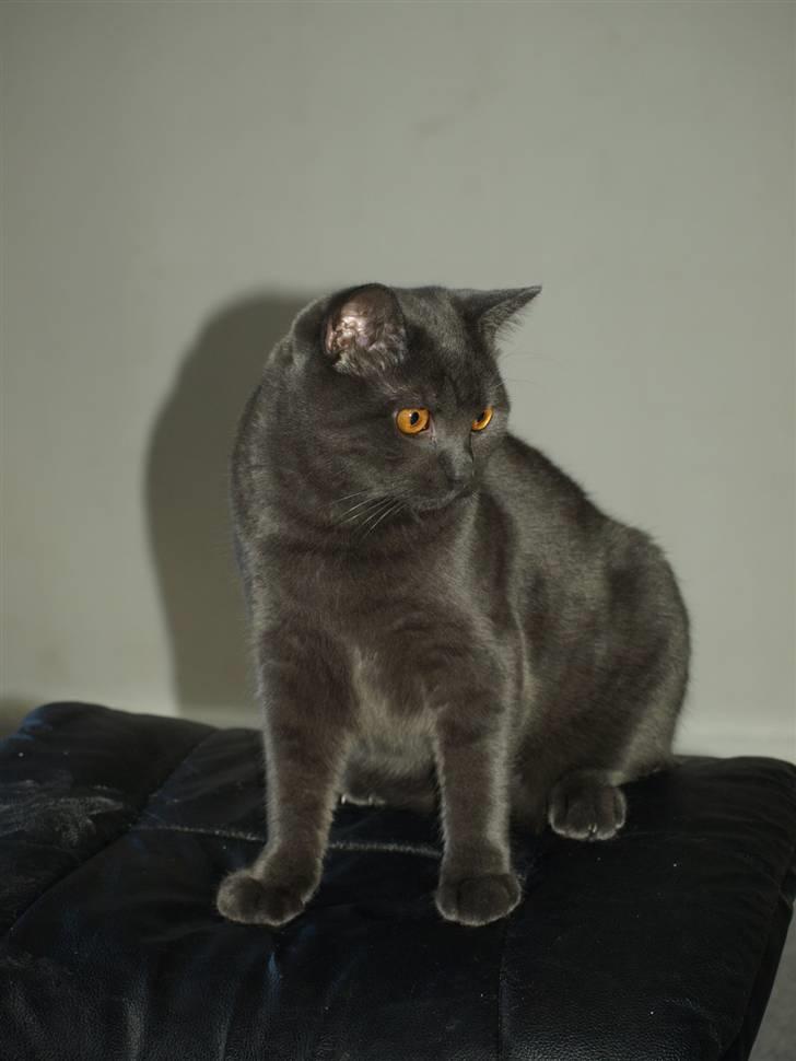 Scottish Fold  Straight Charlie billede 7