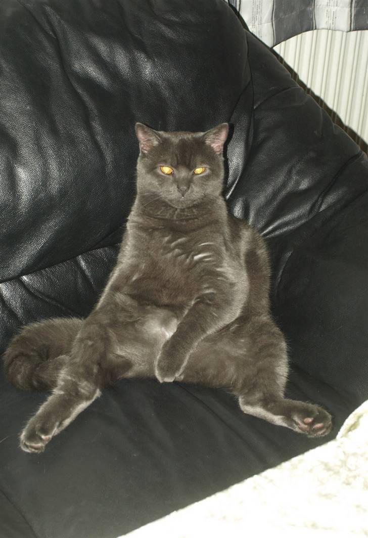 Scottish Fold  Straight Charlie billede 8