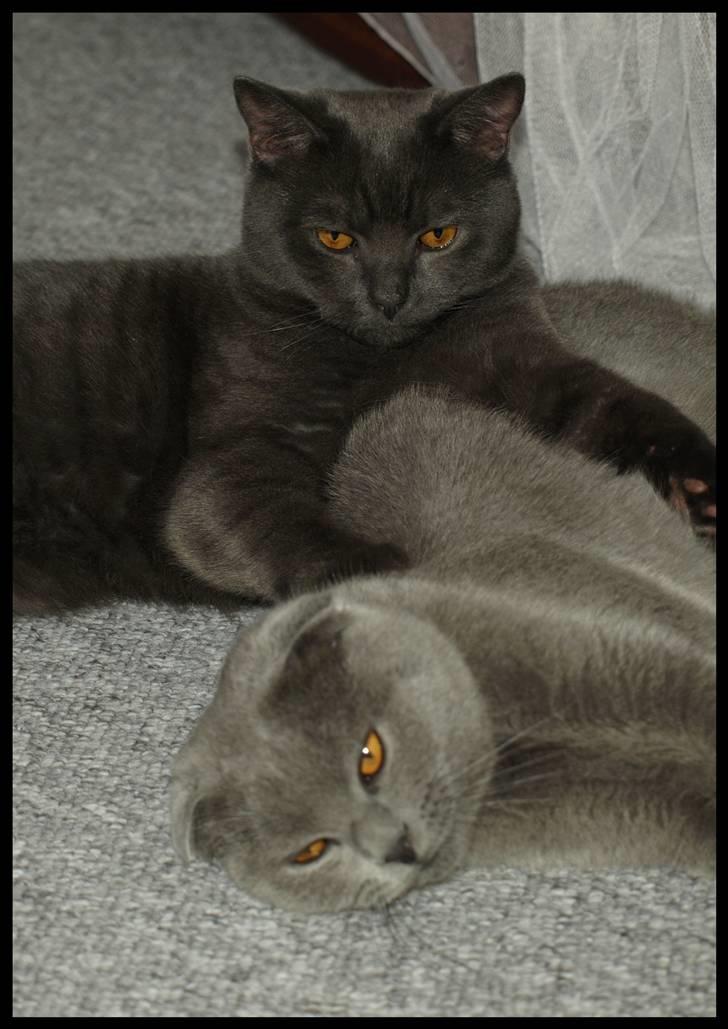 Scottish Fold  Straight Charlie billede 9